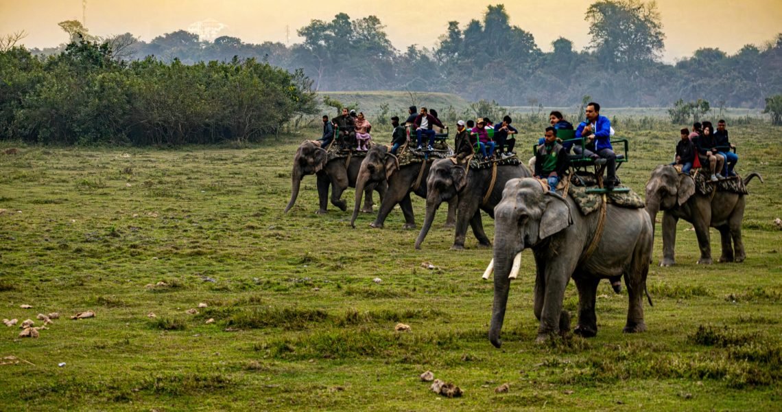 whitehilladventures-elephant-ride